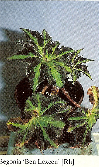 B. ‘Ben Lexcen’